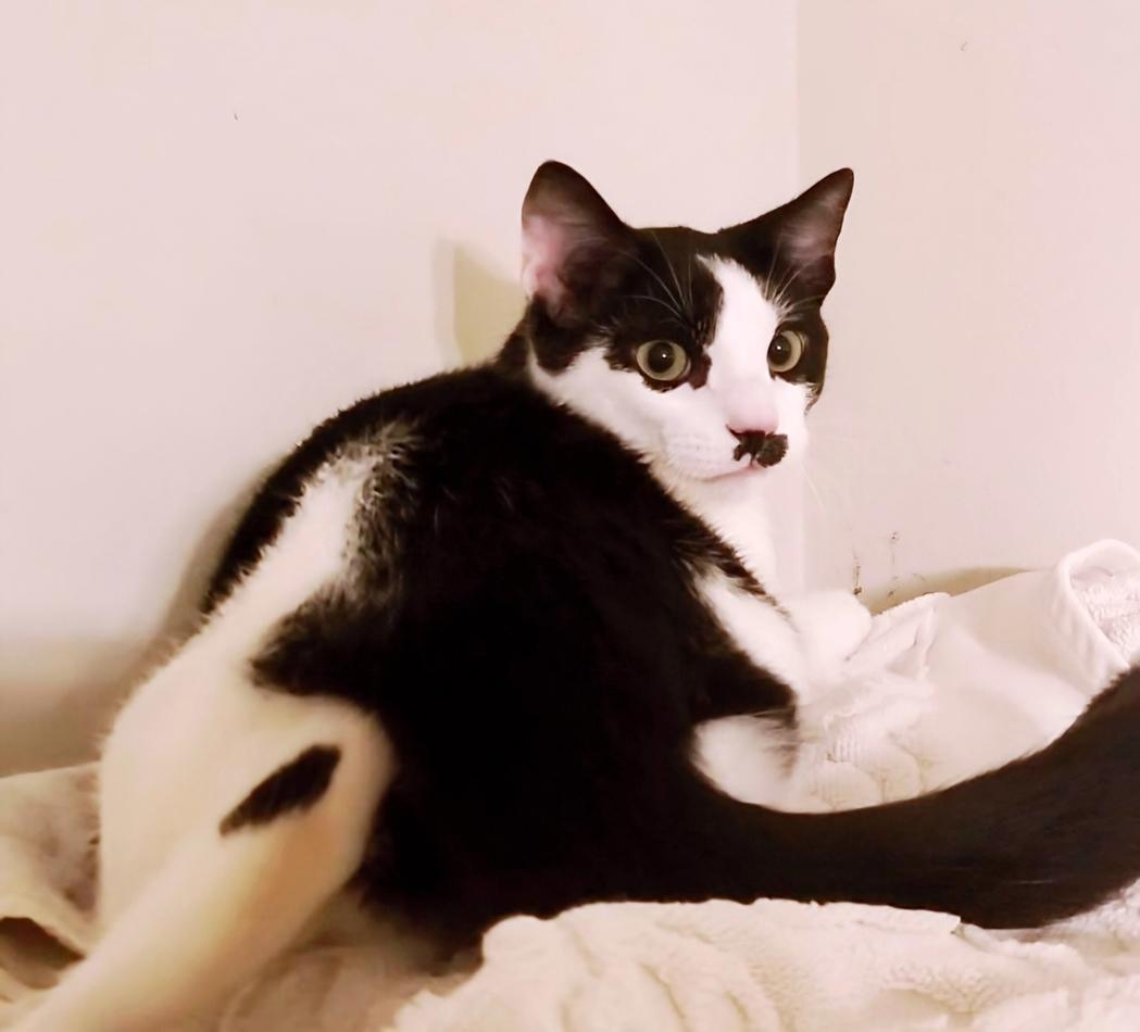 Enlarge GROUCHO, an adopted mixed breed in Homewood, AL image 3/5