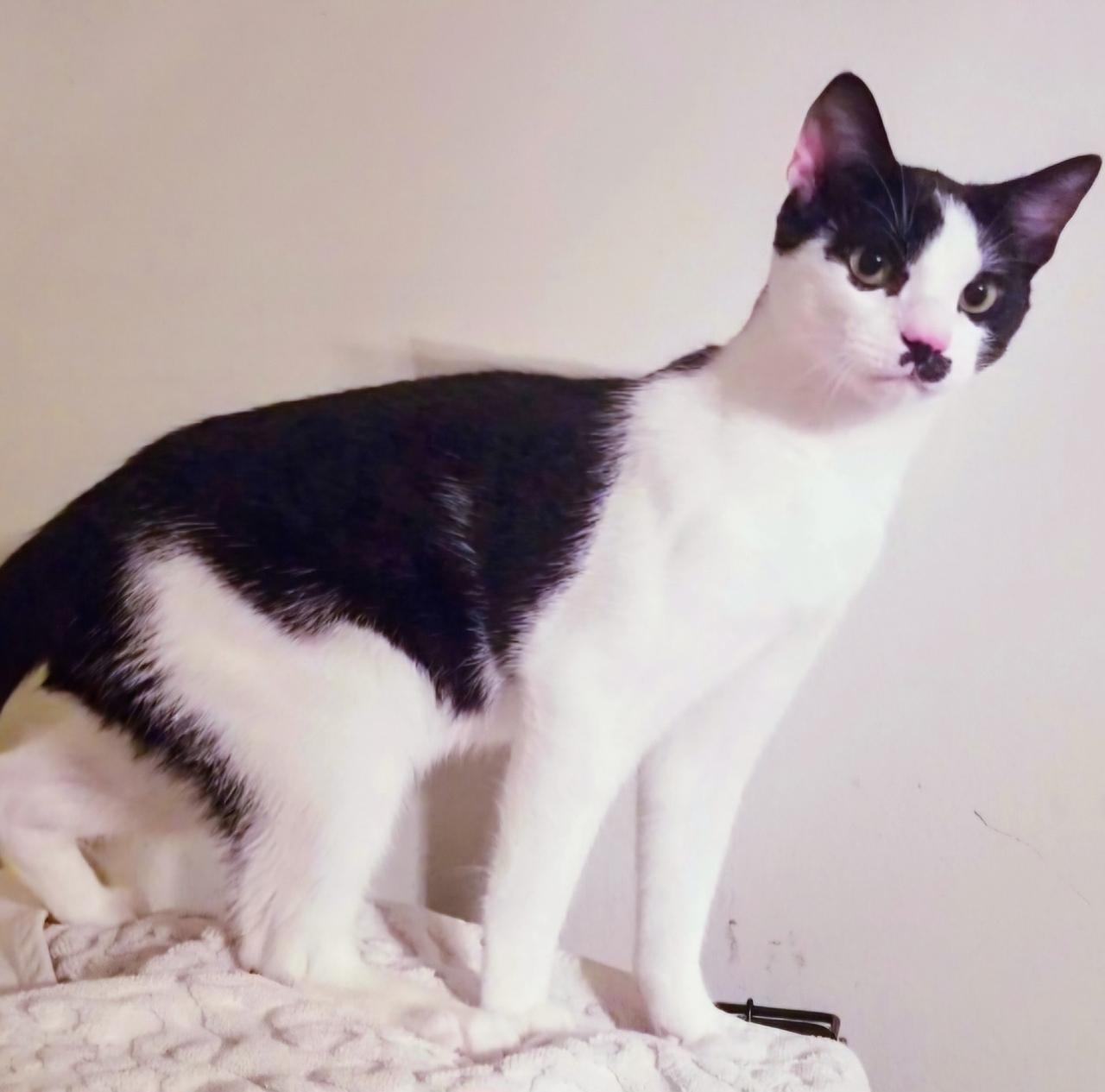 Enlarge GROUCHO, an adopted mixed breed in Homewood, AL image 4/5