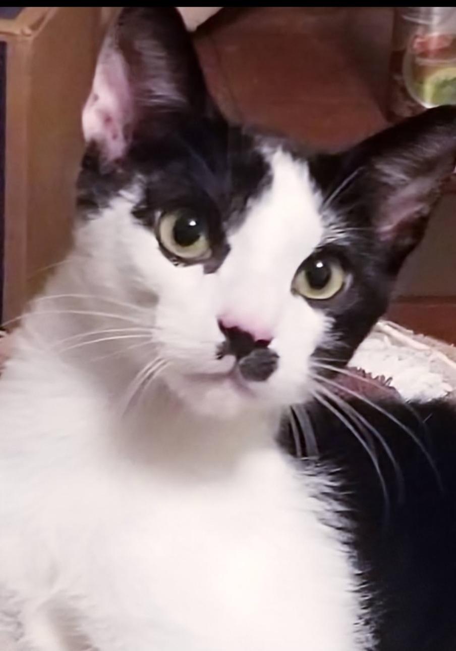 Enlarge GROUCHO, an adopted mixed breed in Homewood, AL image 5/5