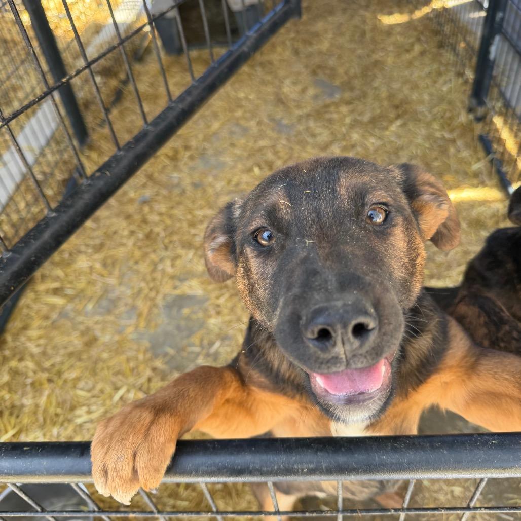 Velma Dinkley, Adoptable, Puppy Female Mixed Breed.