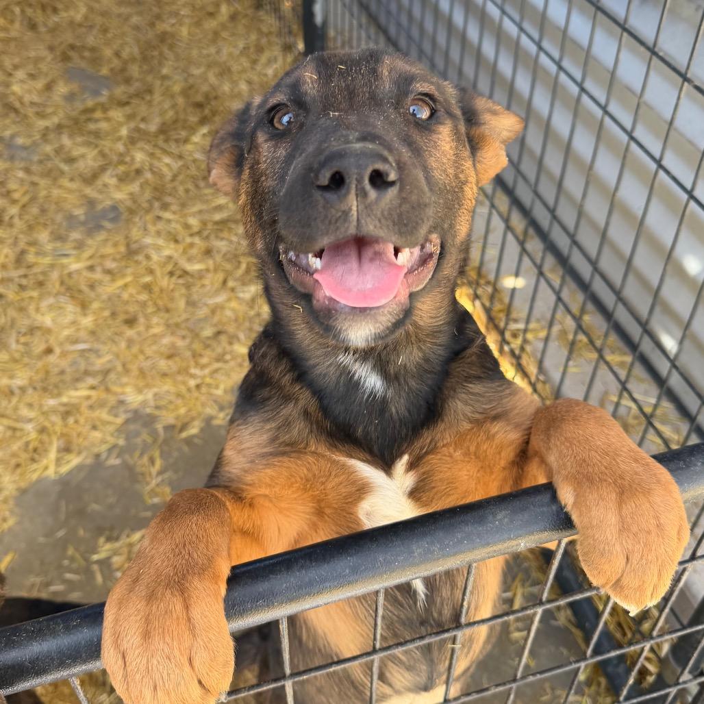 Enlarge Velma Dinkley, a Adoptable Mixed Breed in Moab, UT image 2/6