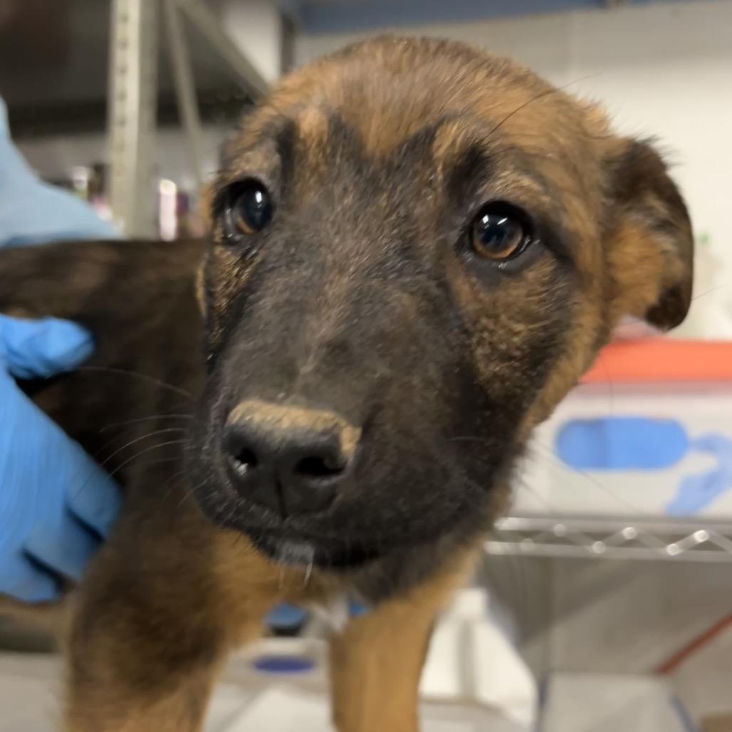 Enlarge Velma Dinkley, a Adoptable Mixed Breed in Moab, UT image 3/6