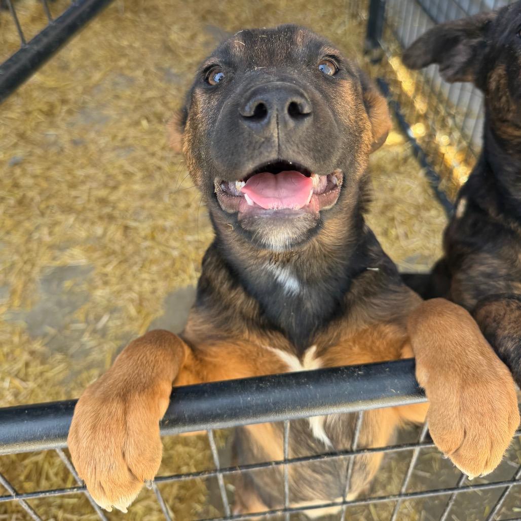 Enlarge Velma Dinkley, a Adoptable Mixed Breed in Moab, UT image 4/6