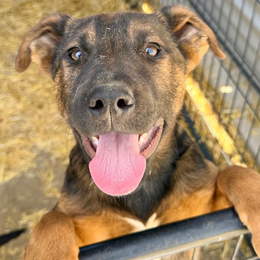 Enlarge Velma Dinkley, a Adoptable Mixed Breed in Moab, UT image 5/6