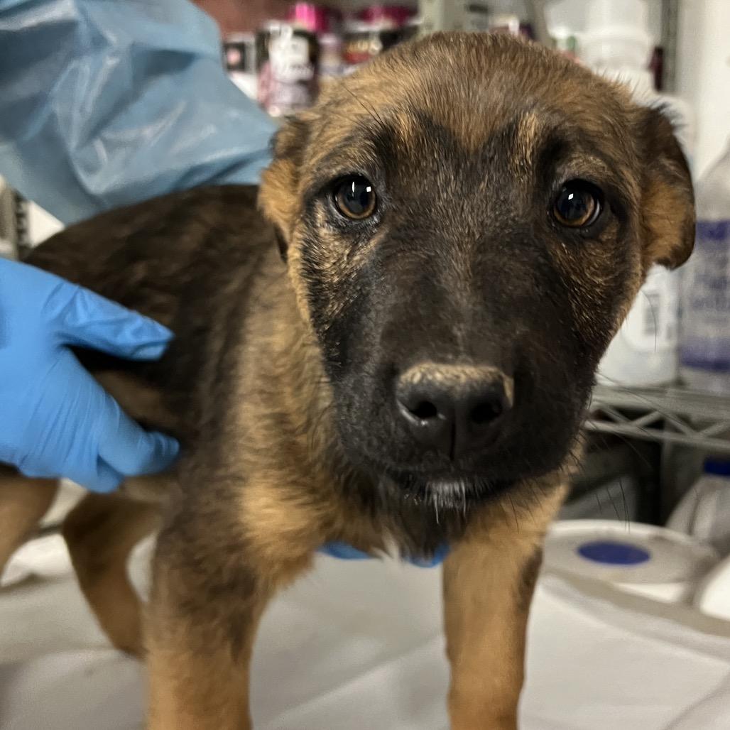 Enlarge Velma Dinkley, a Adoptable Mixed Breed in Moab, UT image 6/6