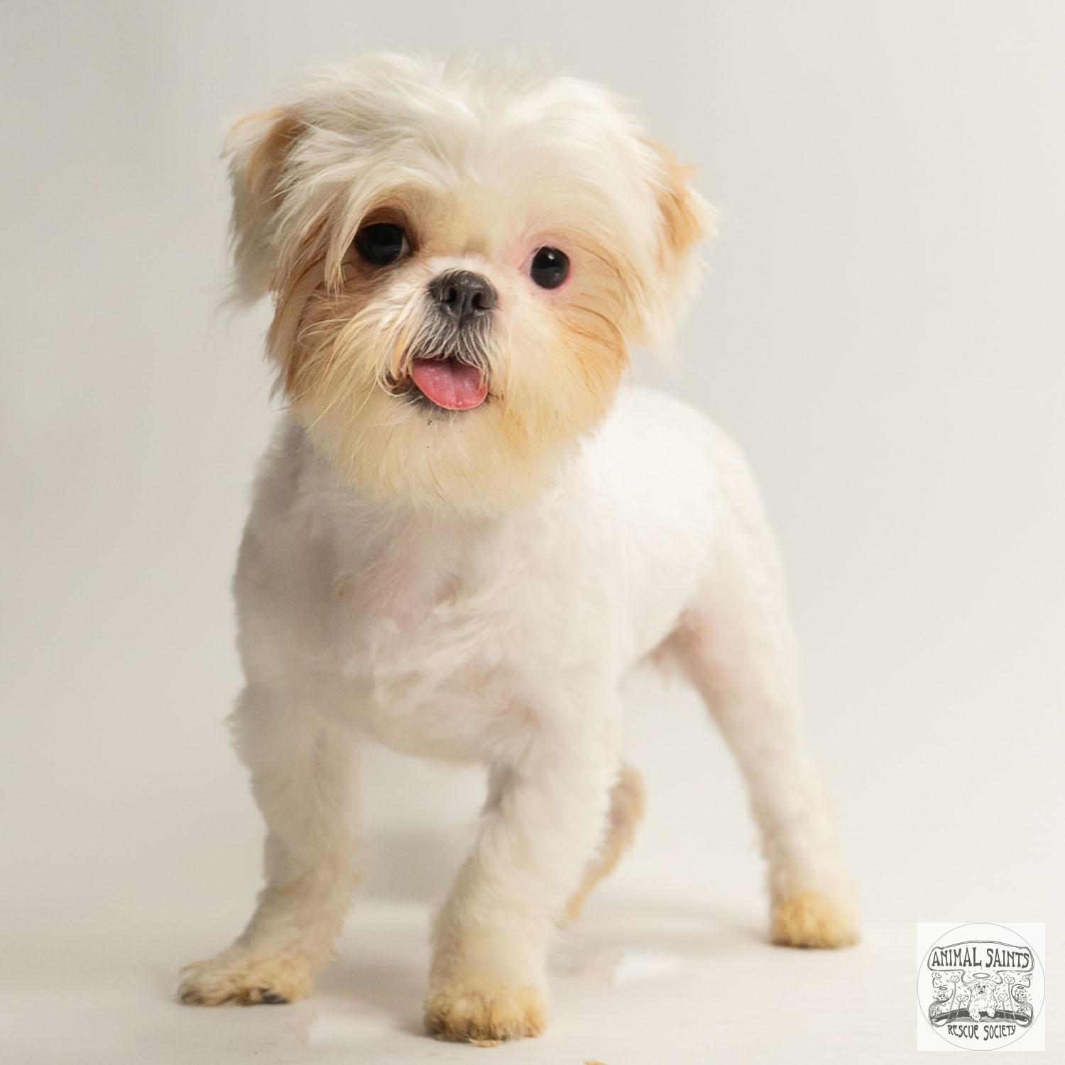 Izzy, a ADOPTABLE mixed breed in Fort Montgomery, NY image 1/6
