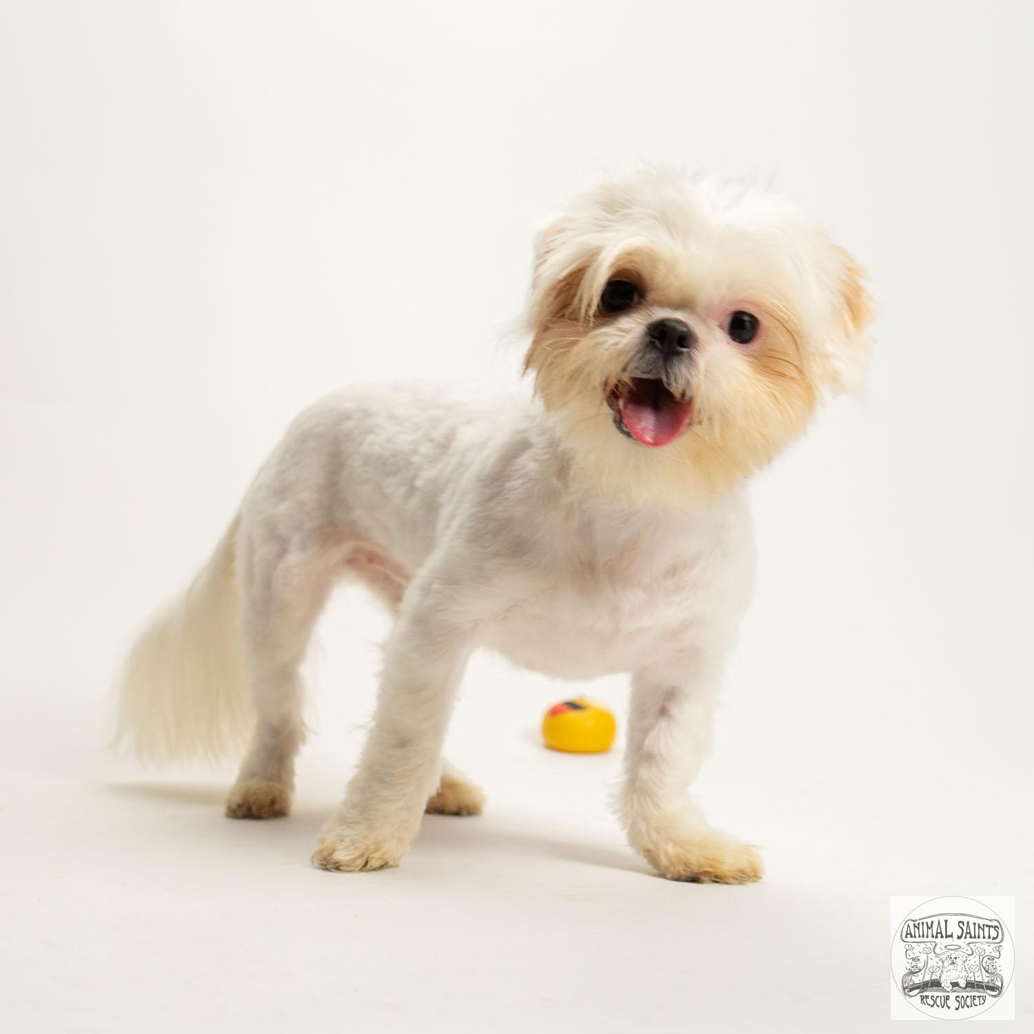 Izzy, a ADOPTABLE mixed breed in Fort Montgomery, NY image 5/6