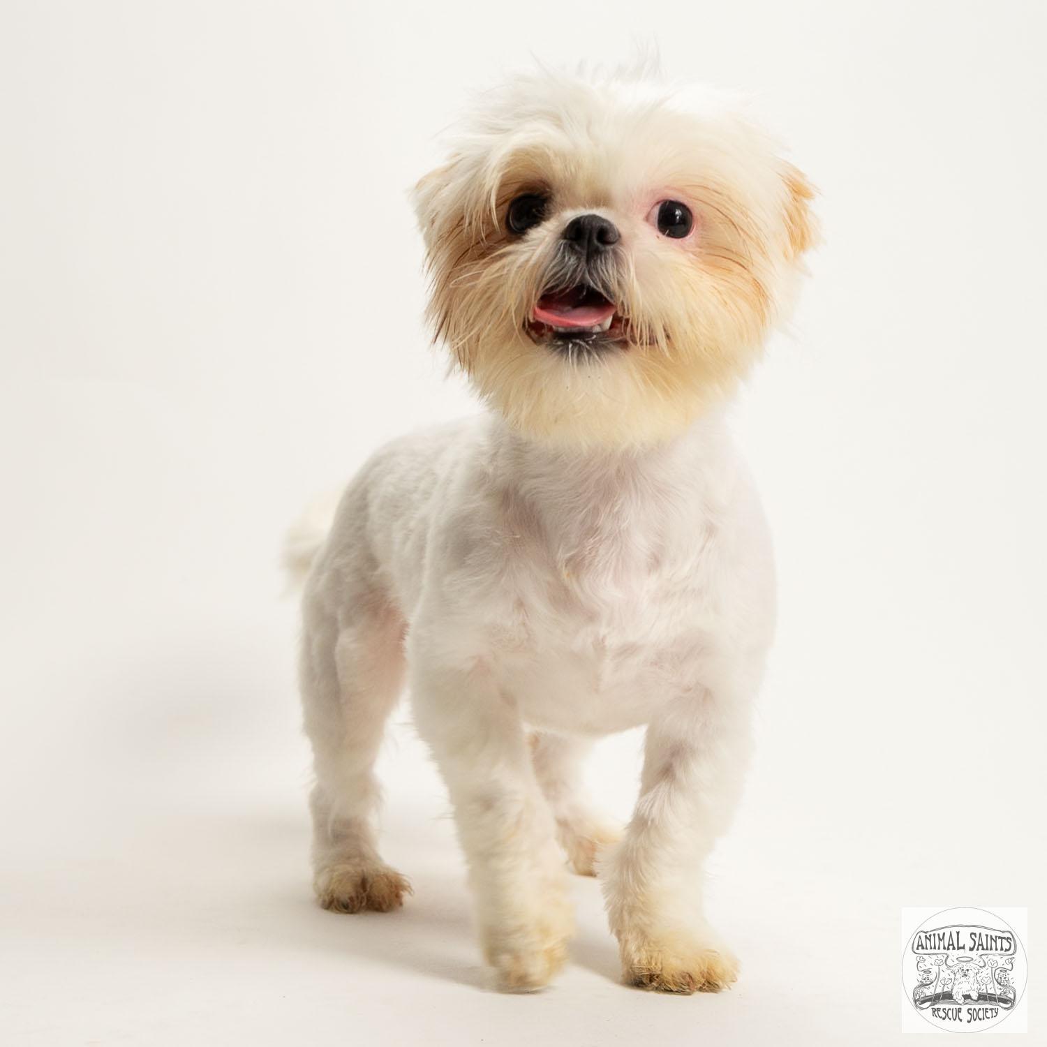 Izzy, a ADOPTABLE mixed breed in Fort Montgomery, NY image 3/6