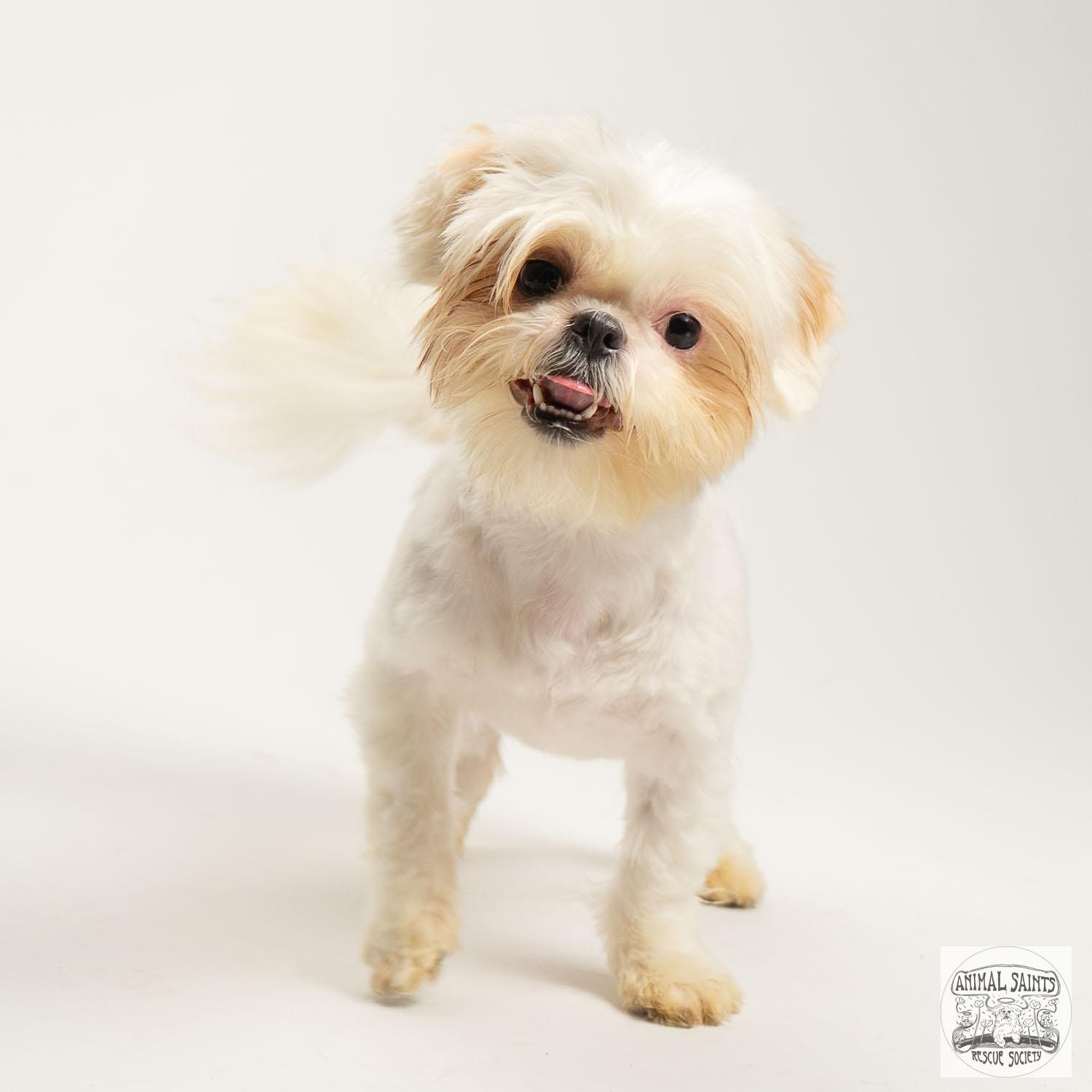 Izzy, a ADOPTABLE mixed breed in Fort Montgomery, NY image 2/6