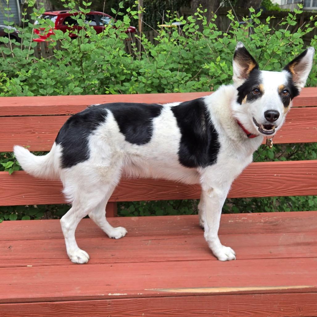 Roxie, Adoptable, Adult Female Border Collie.