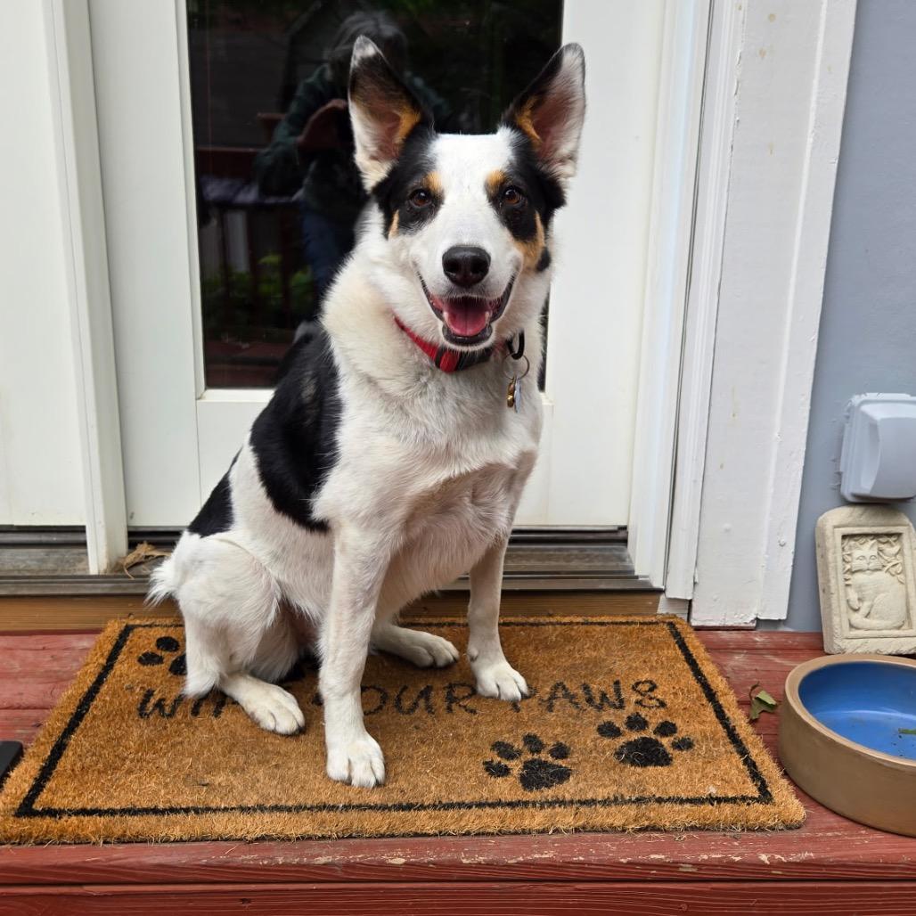Enlarge Roxie, a Adoptable Border Collie in Kansas City, MO image 2/4