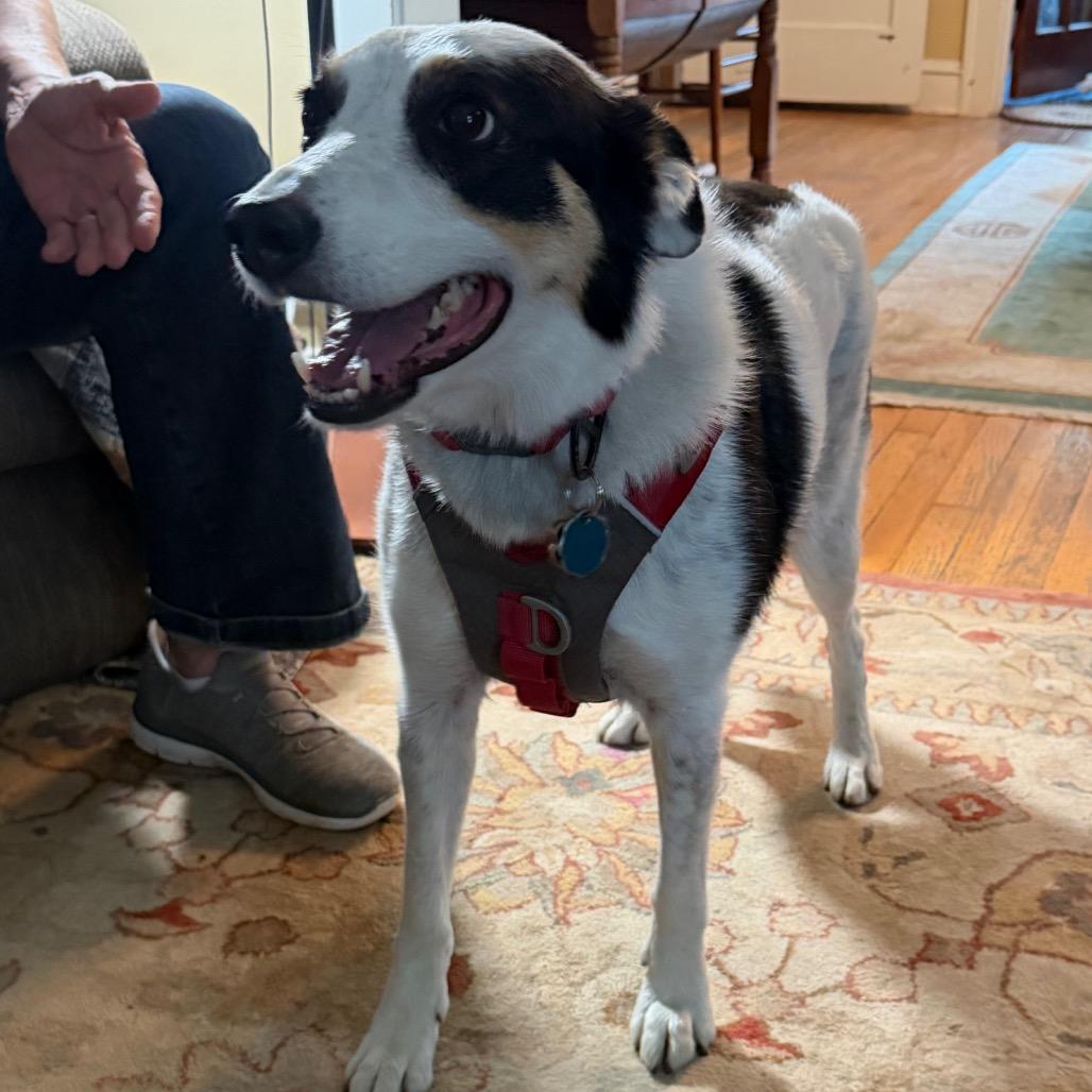 Enlarge Roxie, a Adoptable Border Collie in Kansas City, MO image 3/4