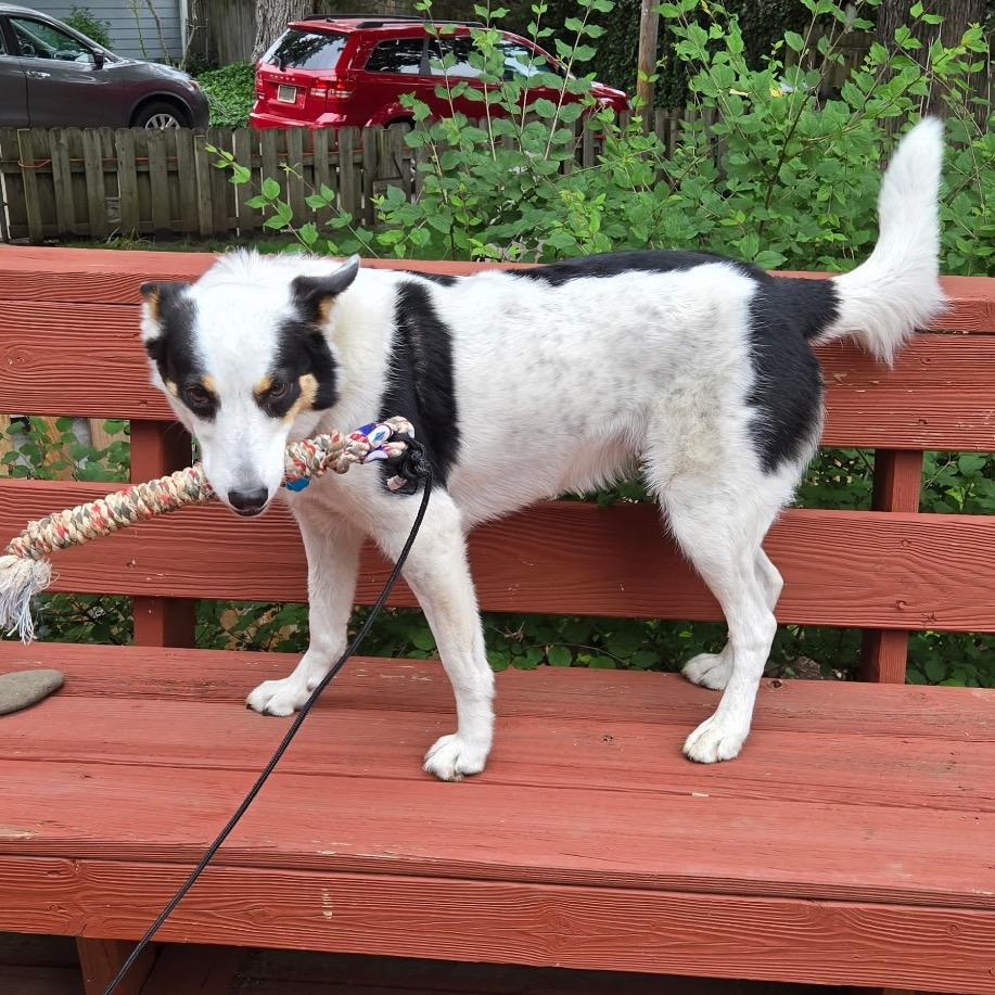Enlarge Roxie, a Adoptable Border Collie in Kansas City, MO image 4/4