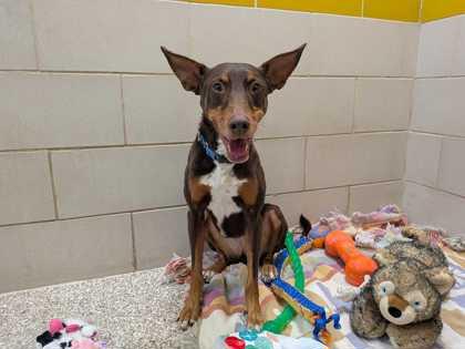 Enlarge Bambi, a Adoptable mixed breed in Boulder, CO image 1/3