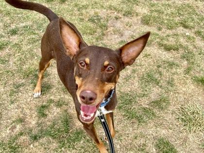 Egypt, Adoptable, Adult Female Australian Kelpie & Mixed Breed.