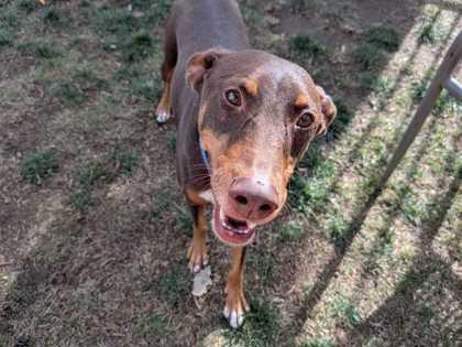 Enlarge Egypt, a Adoptable mixed breed in Boulder, CO image 2/3