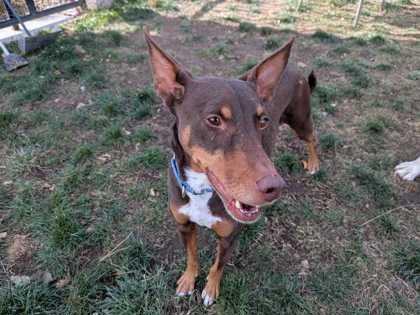 Enlarge Egypt, a Adoptable mixed breed in Boulder, CO image 3/3