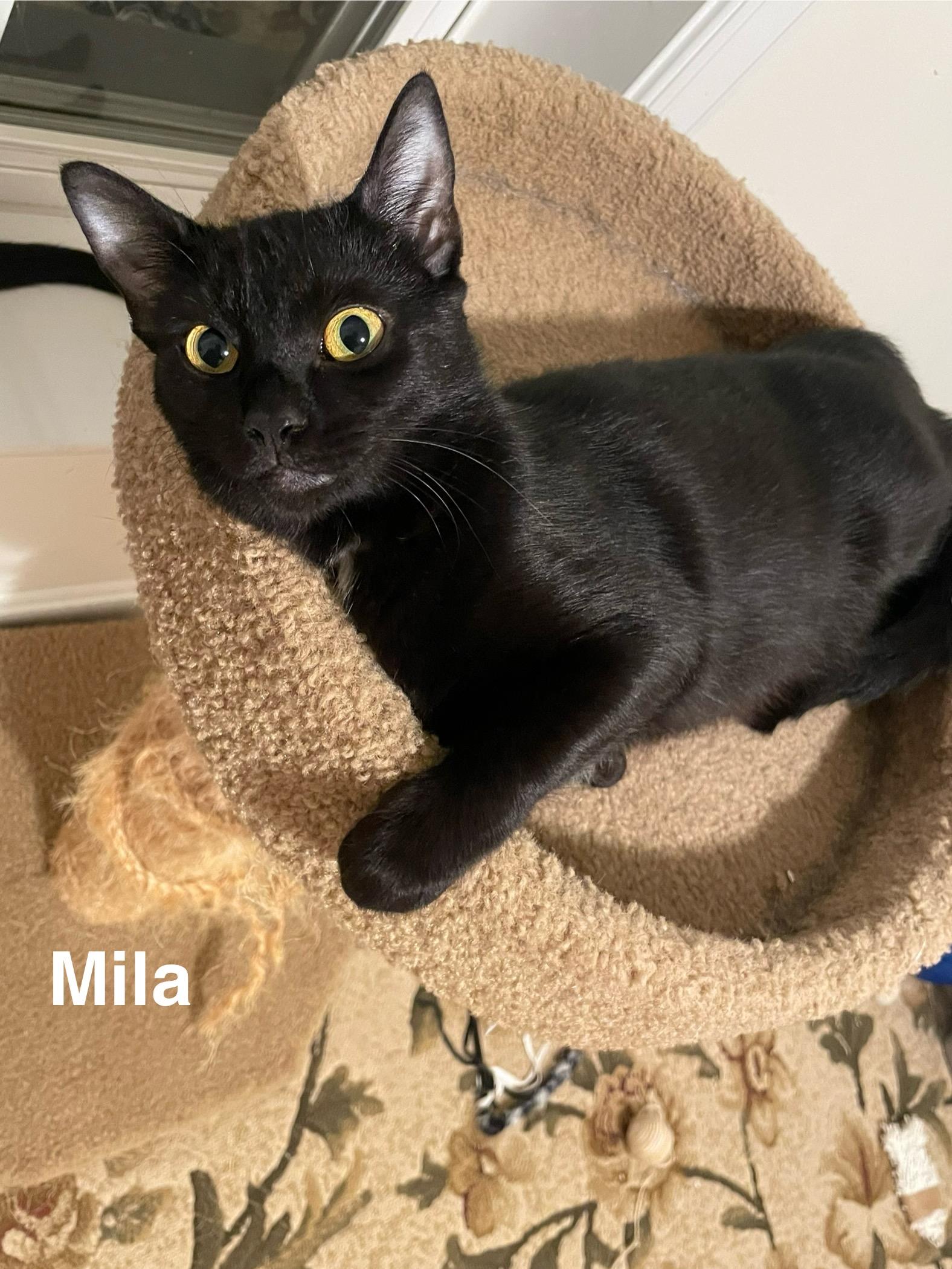 Mila-Your Purrfect Pocket-Sized Companion!, Adult Female Domestic Short Hair