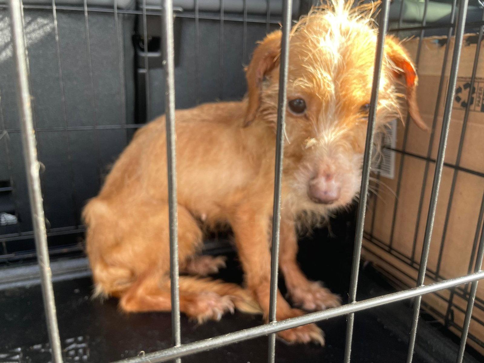 Enlarge Fiona, a Adopted Wire Fox Terrier in Pompano Beach, FL image 1/1