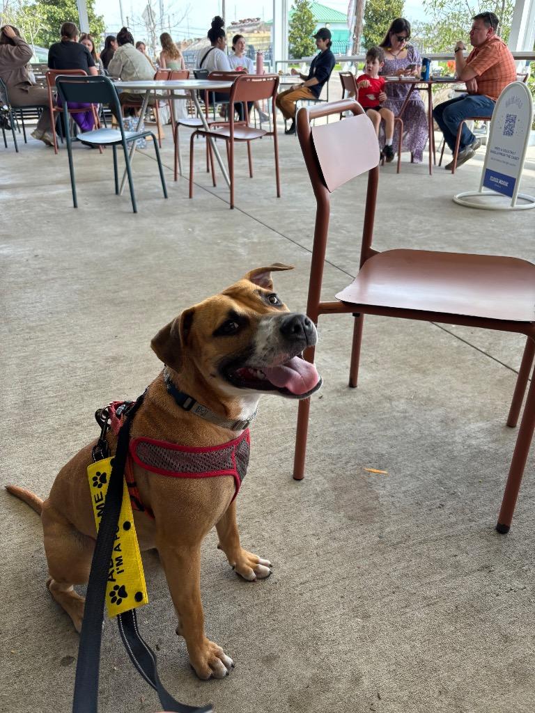 Enlarge Bubbles (In Foster), a Adoptable mixed breed in New Orleans, LA image 1/6