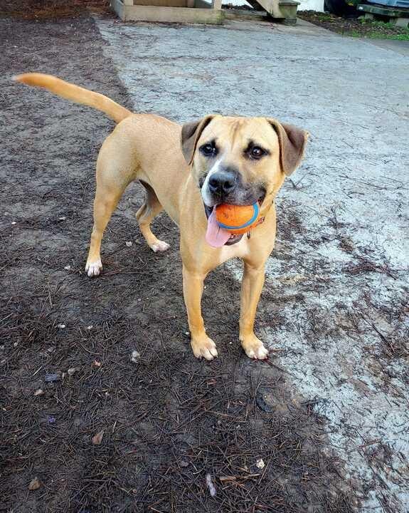 Bubbles (In Foster), a Adoptable mixed breed in New Orleans, LA image 1/6