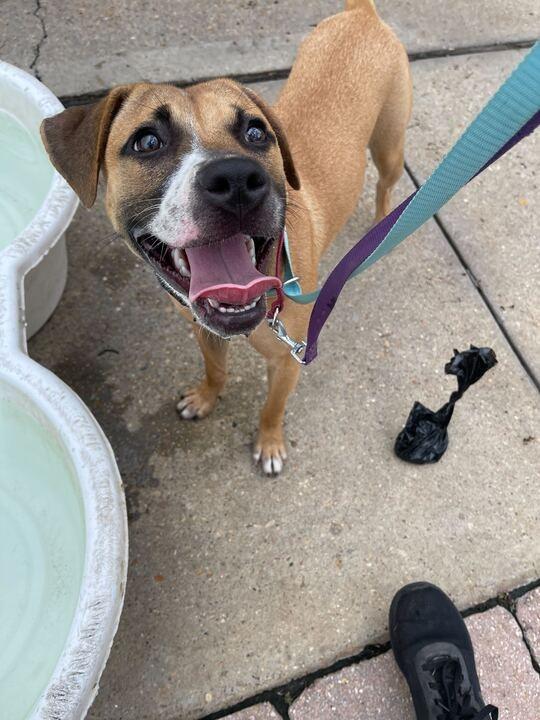 Enlarge Bubbles (In Foster), a Adoptable mixed breed in New Orleans, LA image 4/6