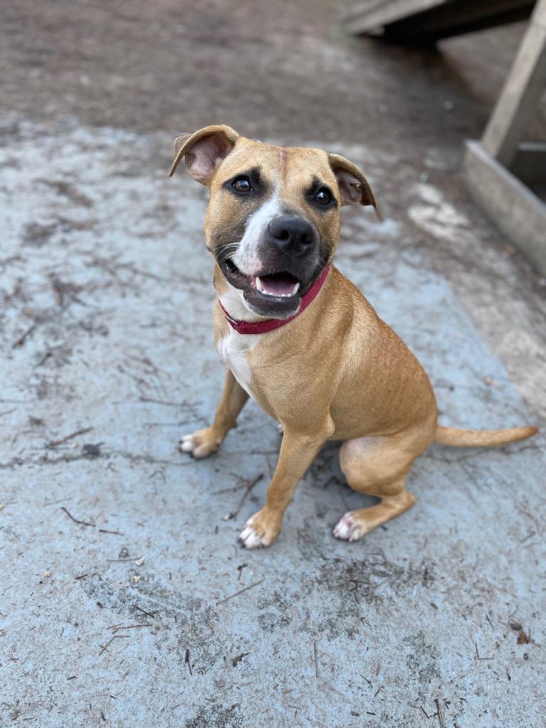 Bubbles (In Foster), a Adoptable mixed breed in New Orleans, LA image 2/6