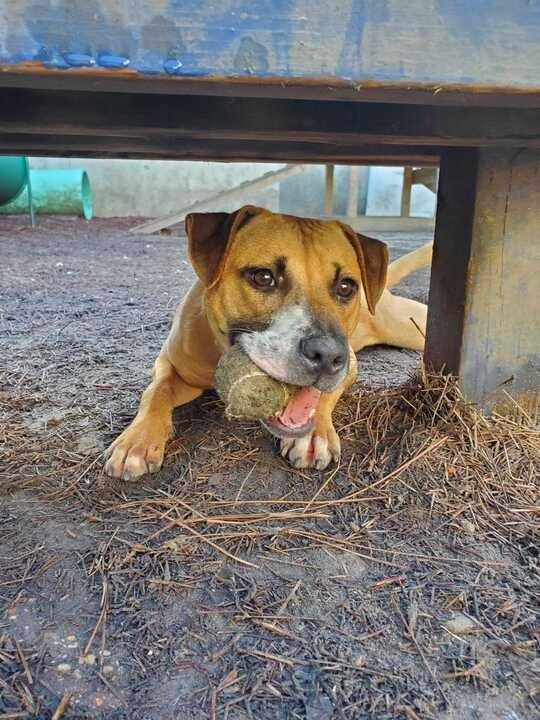 Bubbles (In Foster), a Adoptable mixed breed in New Orleans, LA image 4/6