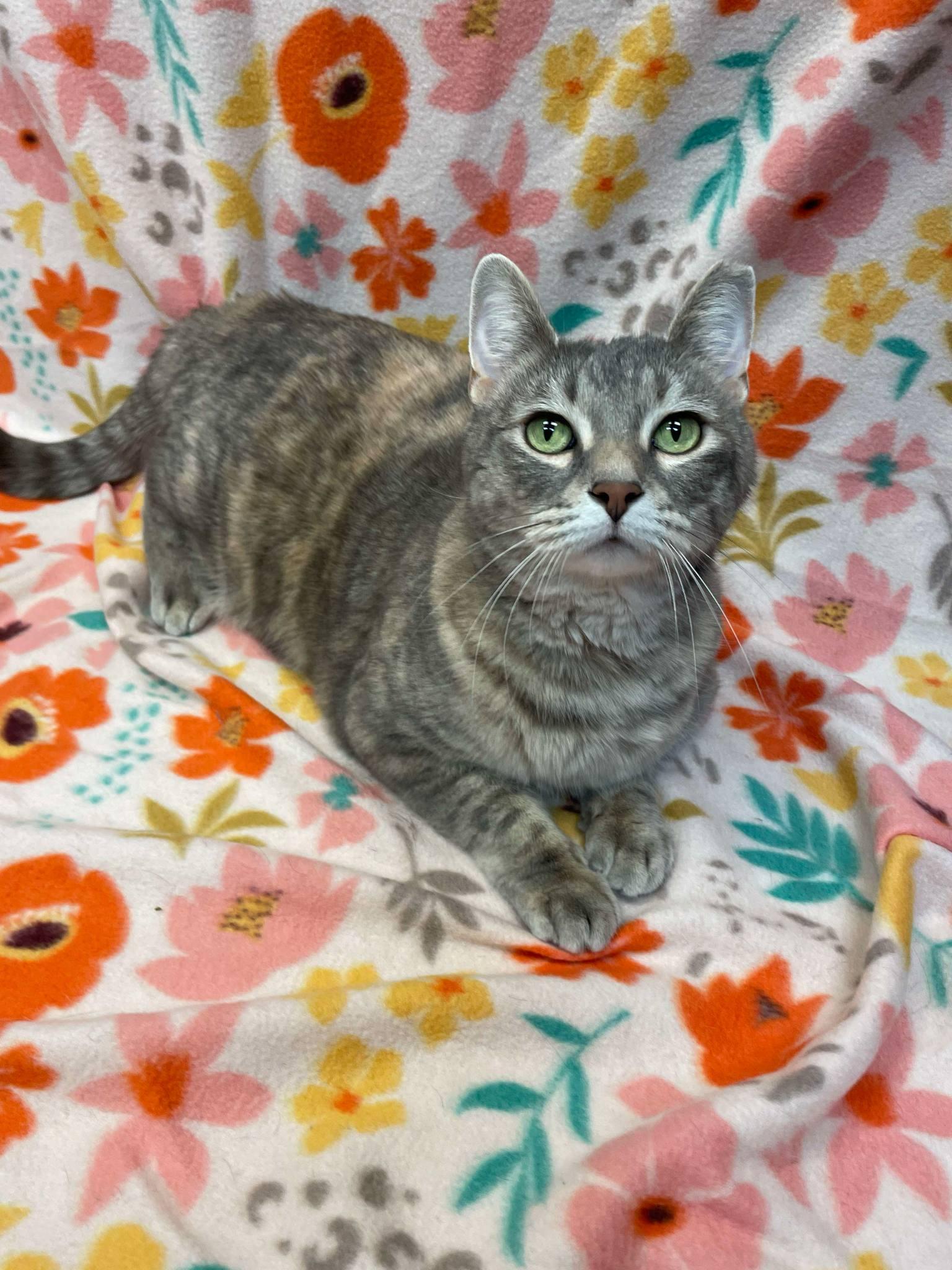 Peep, Adult Female Domestic Short Hair