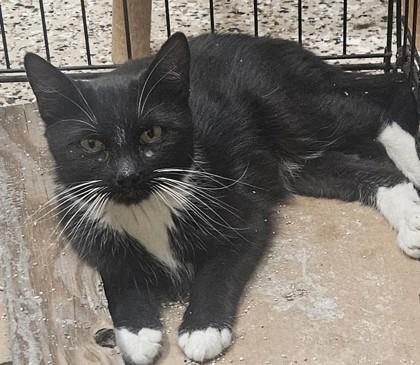 Enlarge Eclipse, a Adoptable Domestic Short Hair in Pendleton, OR image 1/3