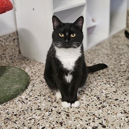 Eclipse, Adoptable, Adult Female Domestic Short Hair & Domestic Short Hair.