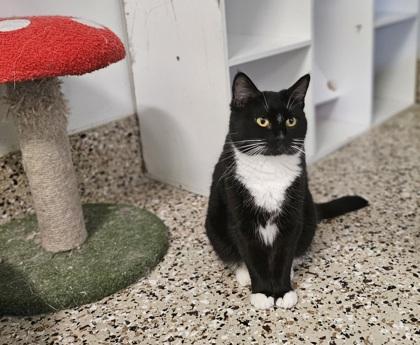 Eclipse, a Adoptable Domestic Short Hair in Pendleton, OR image 2/2