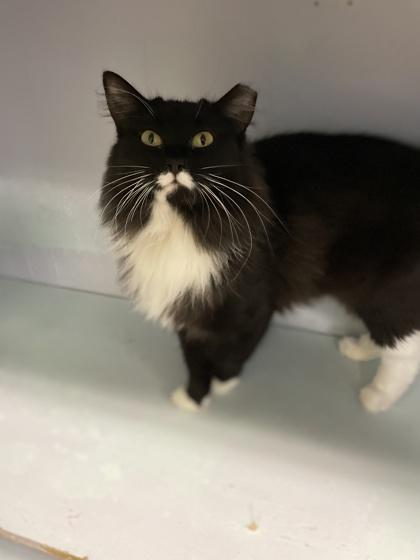 Eclipse, Adoptable, Adult Female Domestic Short Hair & Domestic Short Hair.