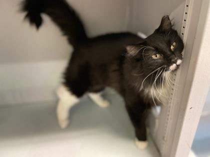 Enlarge Eclipse, a Adoptable Domestic Short Hair in Pendleton, OR image 3/3