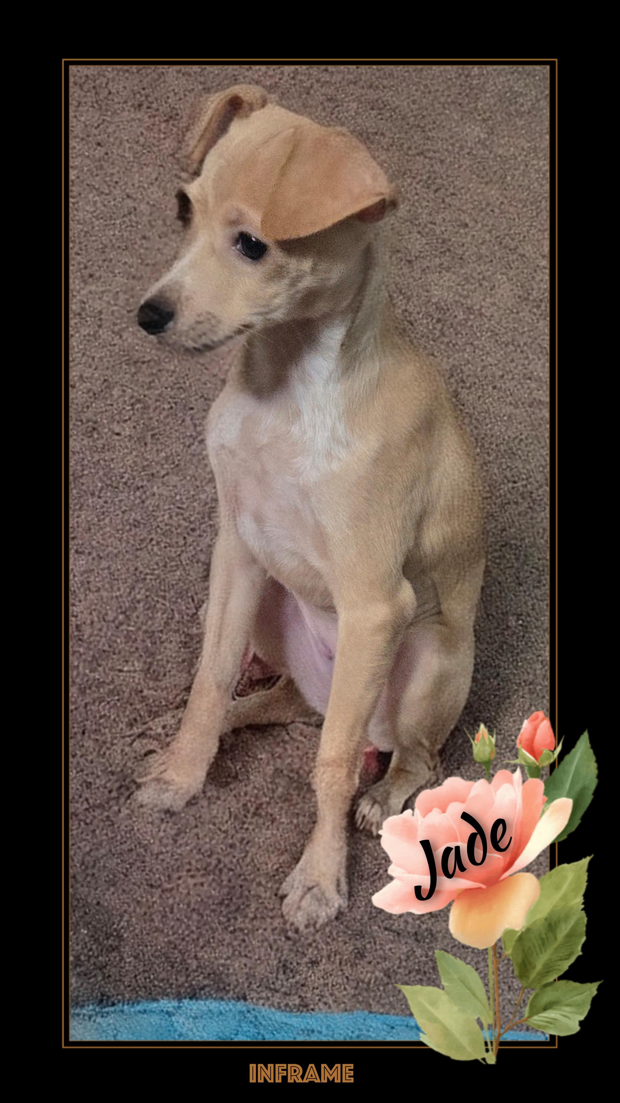 Enlarge Jade, a Adoptable mixed breed in Fredericksburg, VA image 5/6