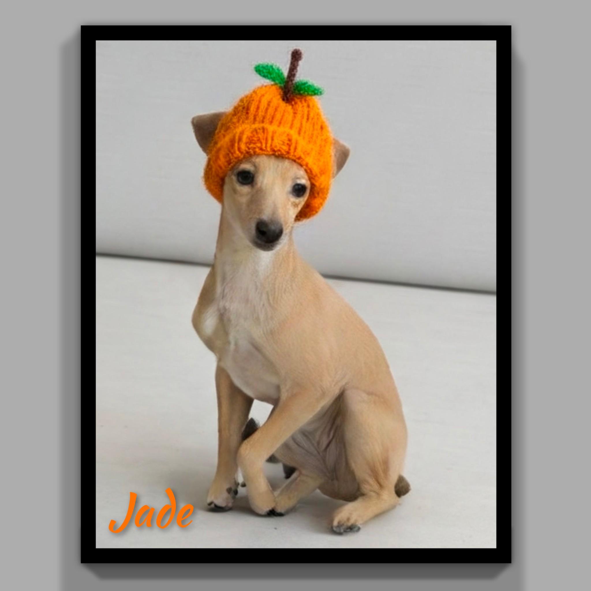 Enlarge Jade, a Adoptable mixed breed in Fredericksburg, VA image 6/6