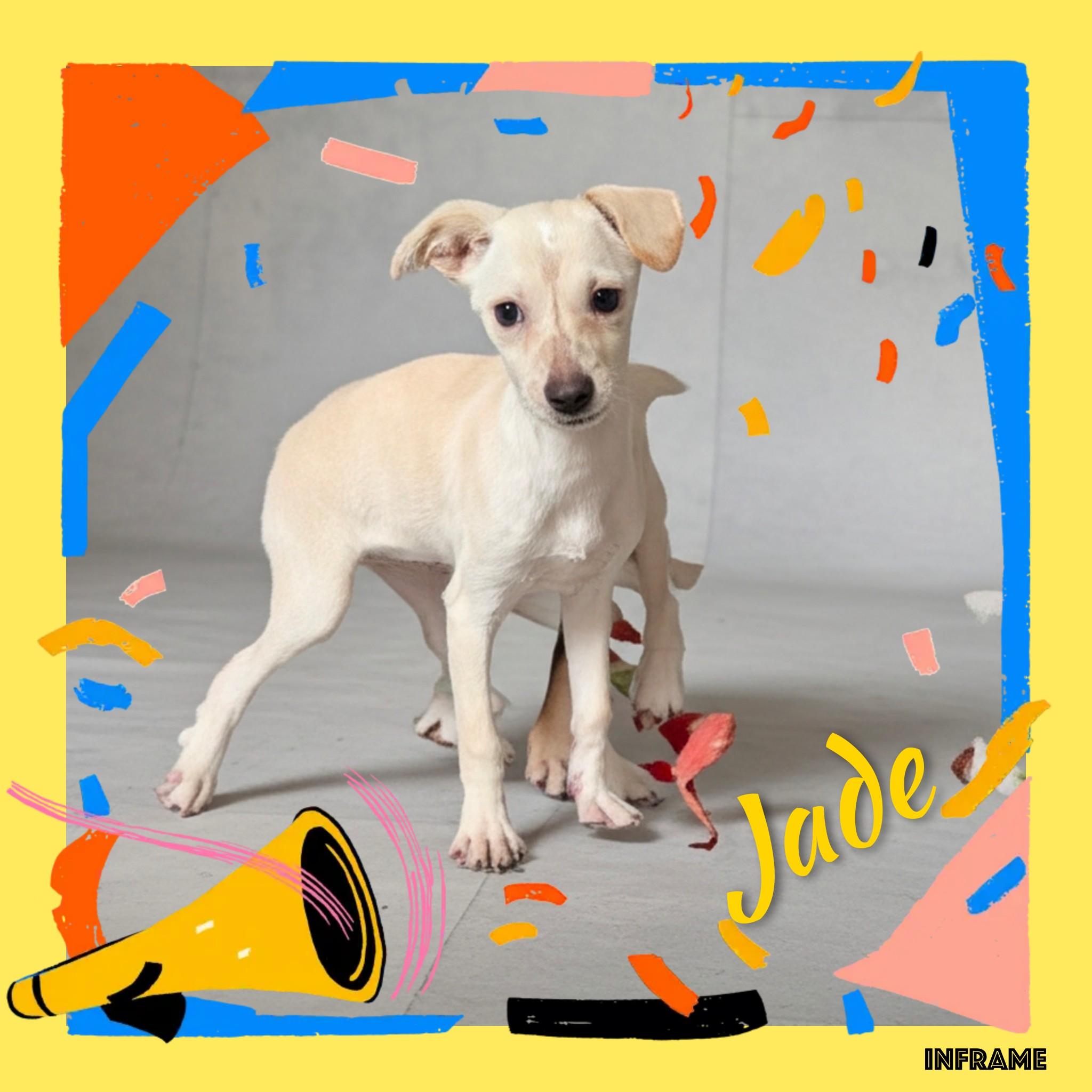 Jade, Adoptable, Puppy Female Chihuahua.
