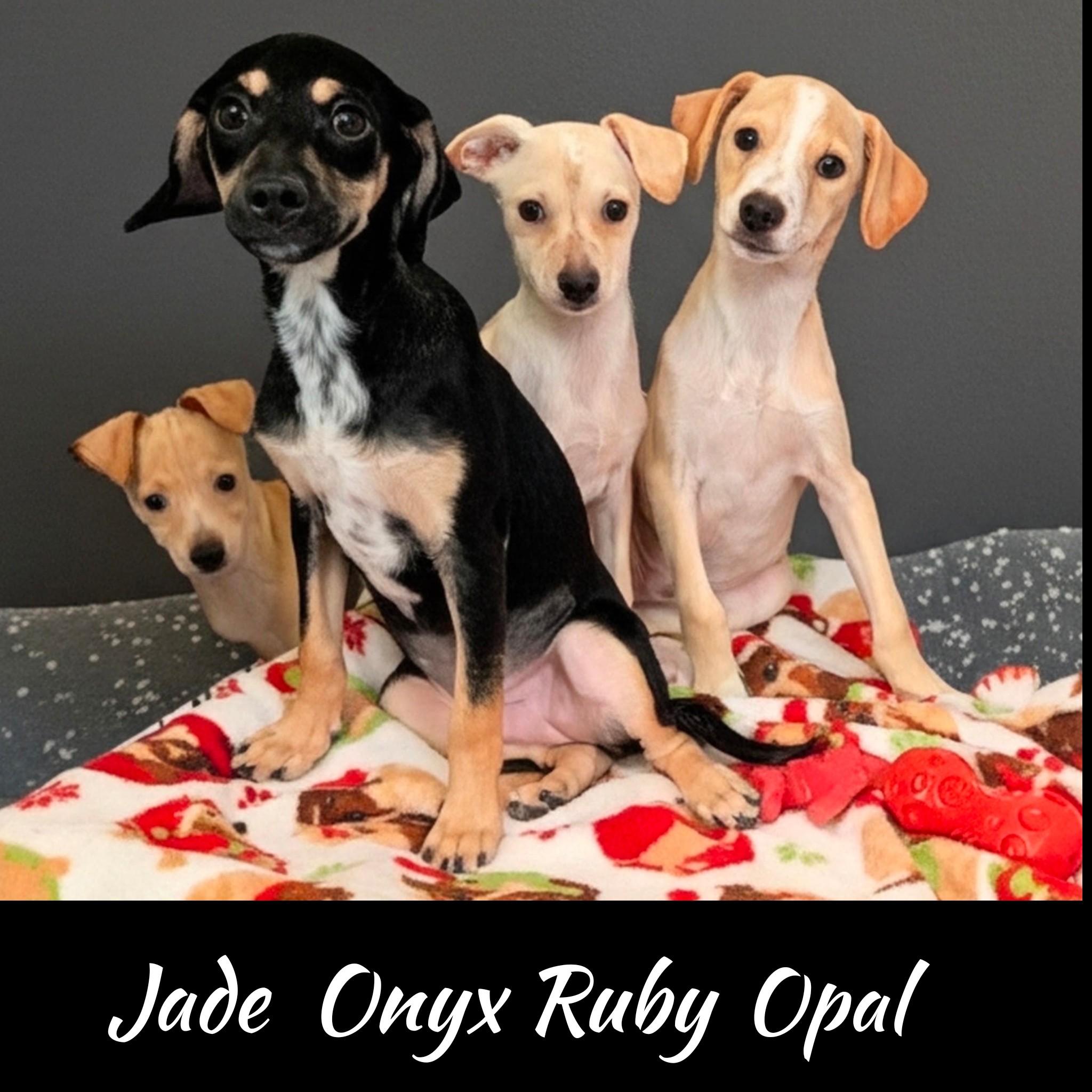 Enlarge Jade, a Adoptable mixed breed in Fredericksburg, VA image 2/6