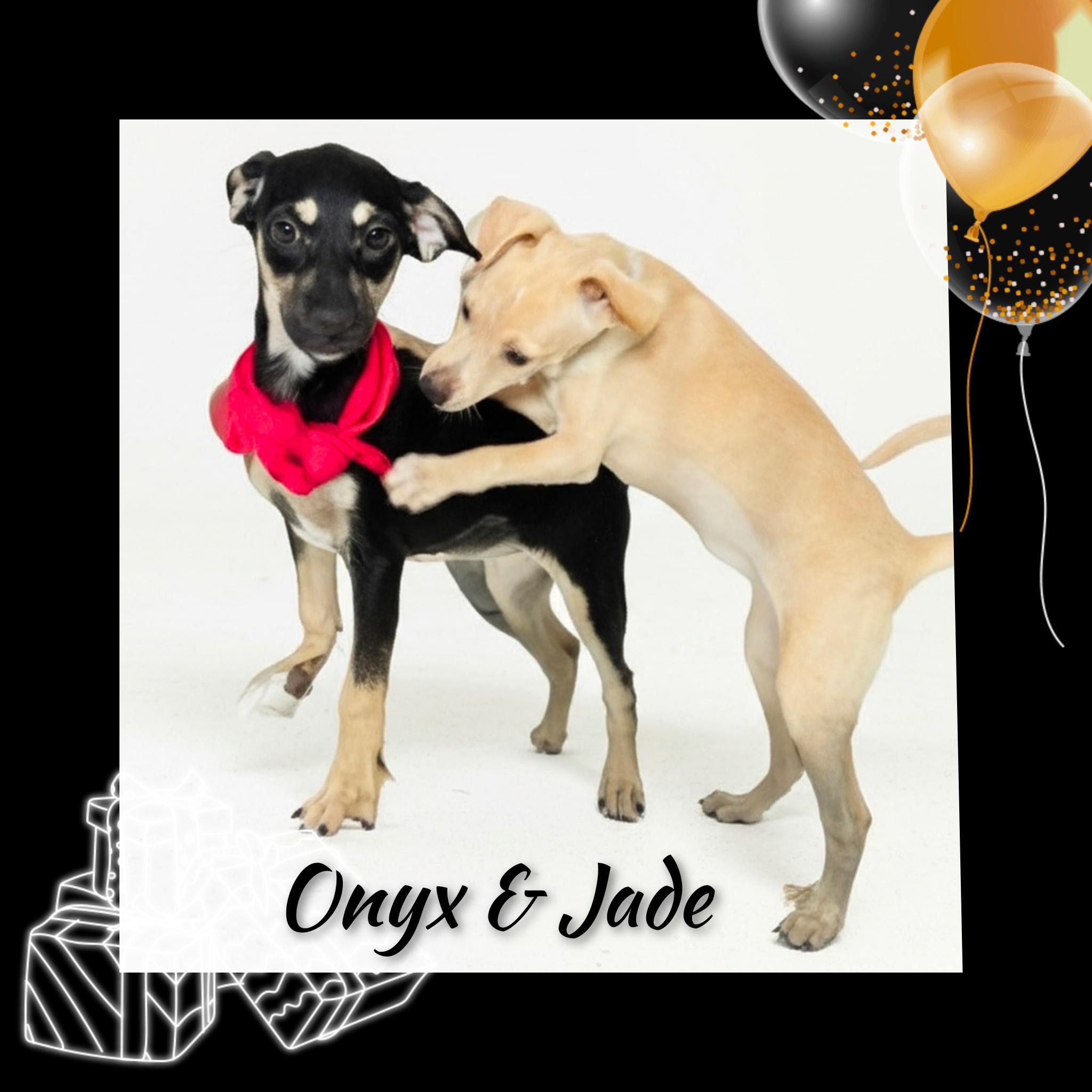 Enlarge Jade, a Adoptable mixed breed in Fredericksburg, VA image 3/6
