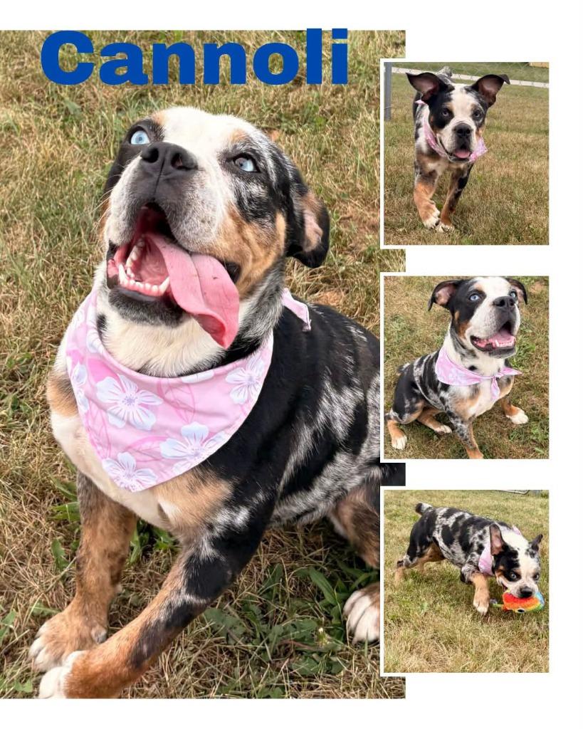 Enlarge Cannoli, a Adoptable mixed breed in Rensselaer, IN image 1/1