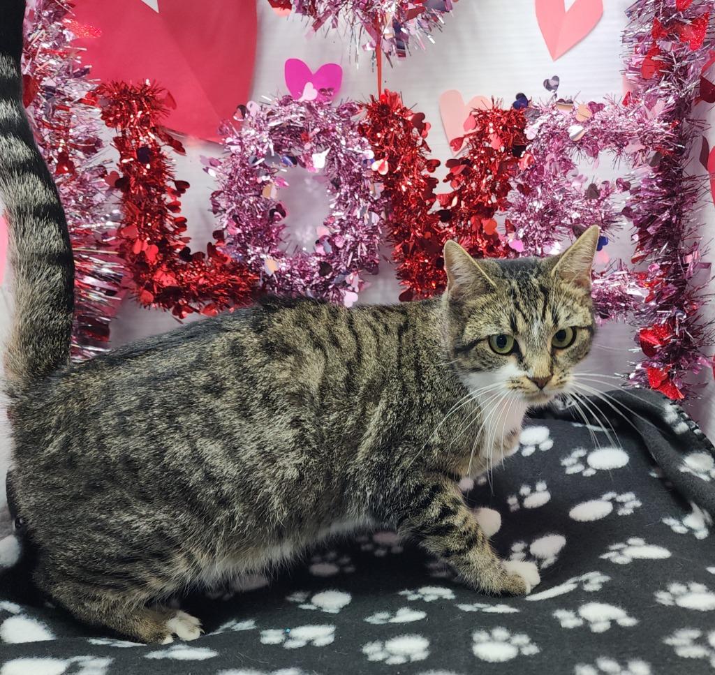 Emma, Adoptable, Young Female Domestic Short Hair.