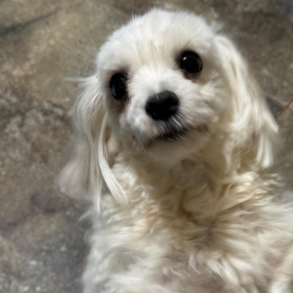 Gigi, ADOPTABLE, Adult Female Maltese.