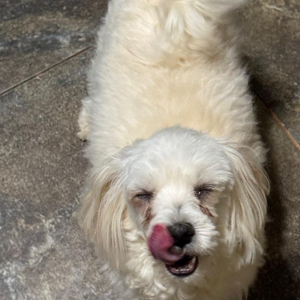 Enlarge Gigi, an adopted Maltese in Blue Ridge, GA image 2/3