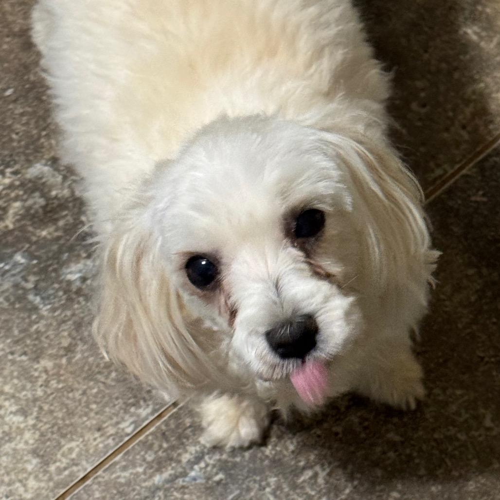 Enlarge Gigi, an adopted Maltese in Blue Ridge, GA image 3/3