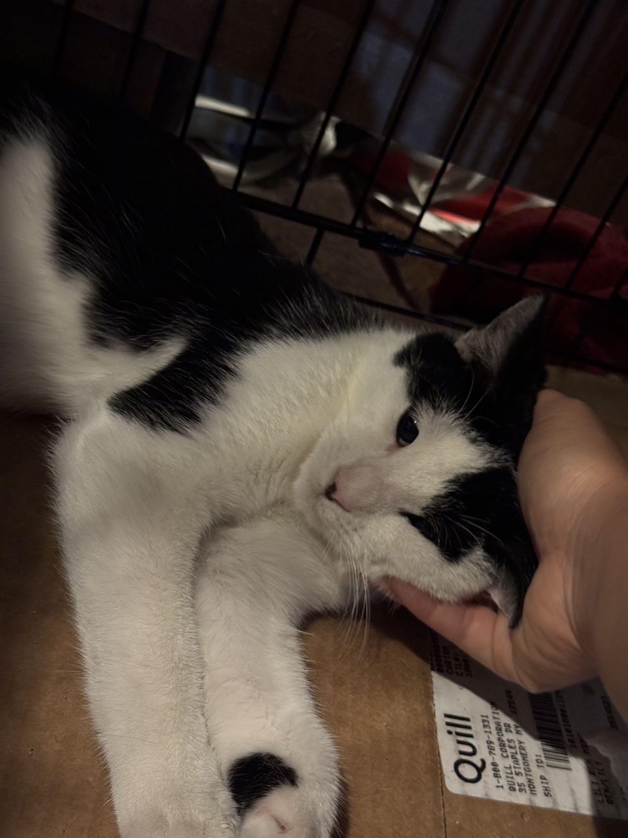 Enlarge Oreo, a Adopted mixed breed in Flushing, NY image 1/6