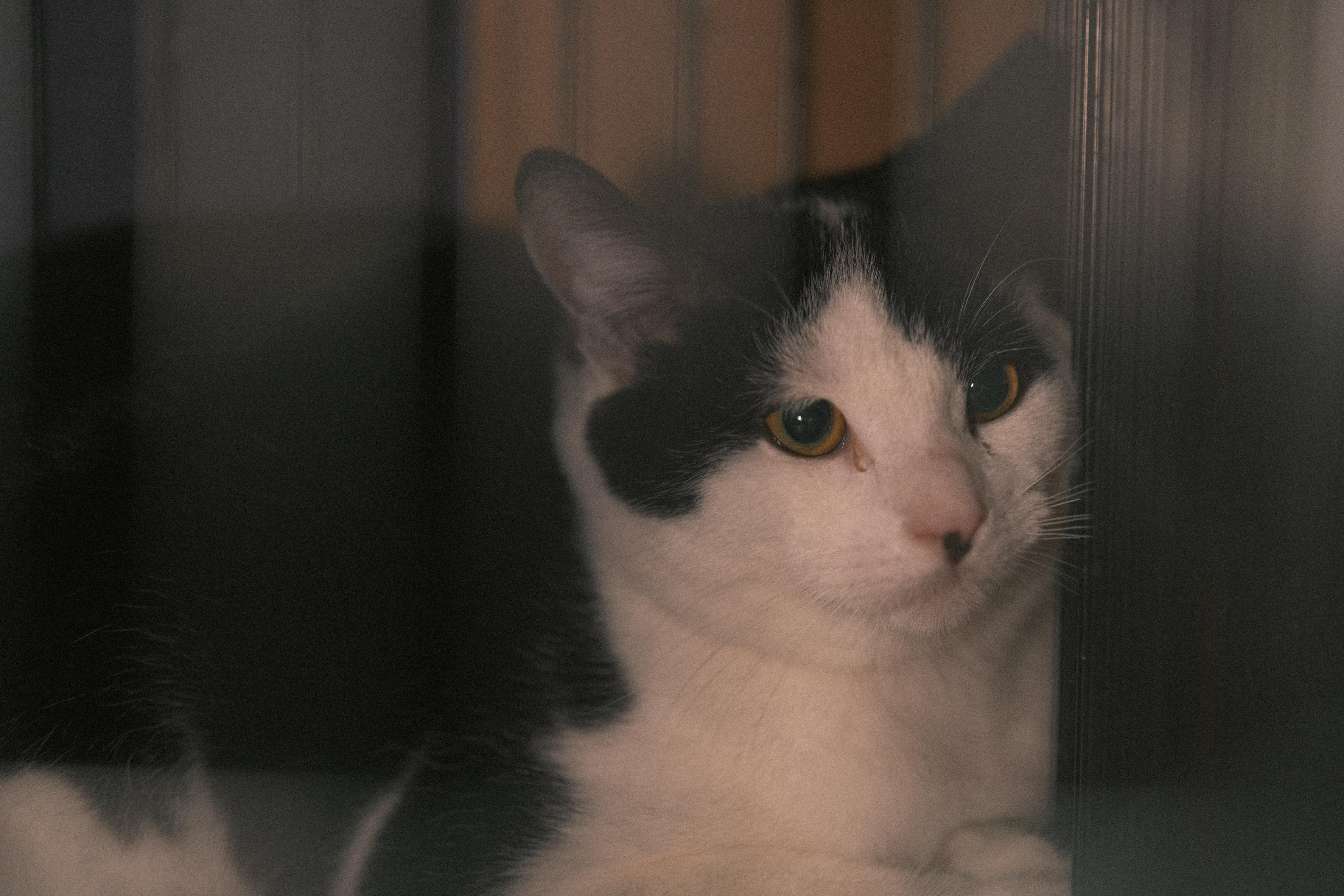 Enlarge Oreo, a Adopted mixed breed in Flushing, NY image 4/6