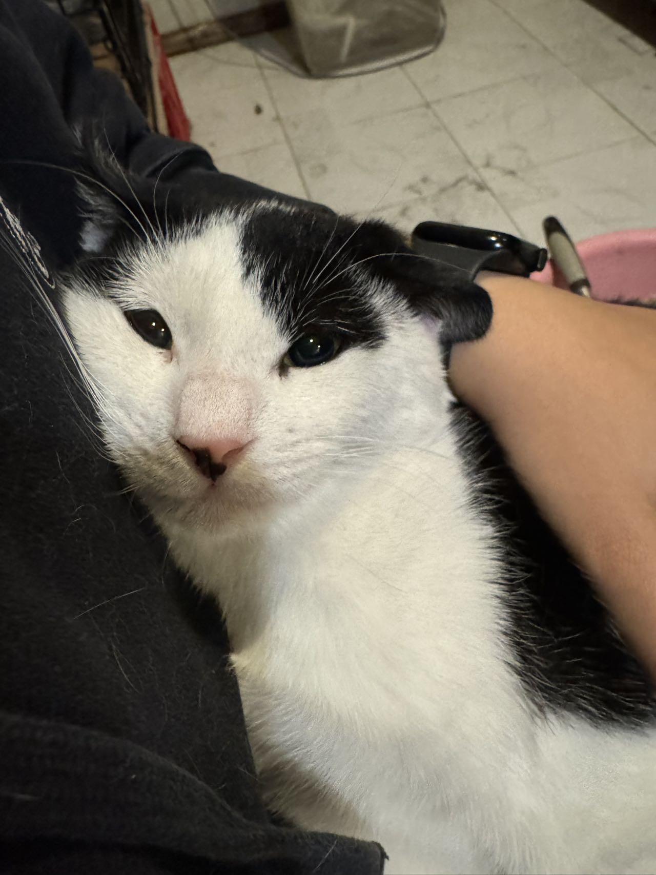 Enlarge Oreo, a Adopted mixed breed in Flushing, NY image 5/6