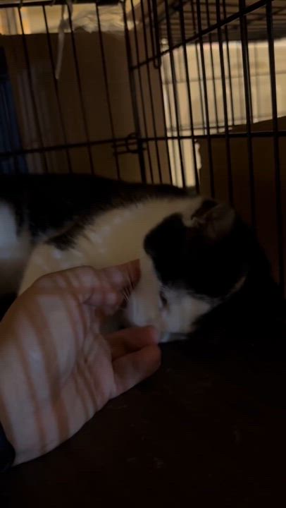 Enlarge Oreo, a Adopted mixed breed in Flushing, NY video 6/6