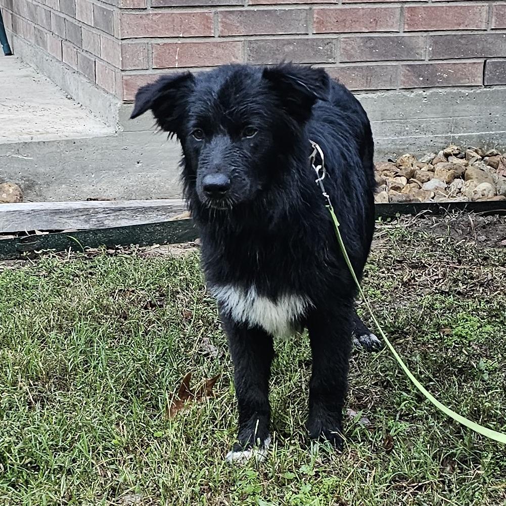 Teddy, Adoptable, Young Male Australian Shepherd & Mixed Breed.