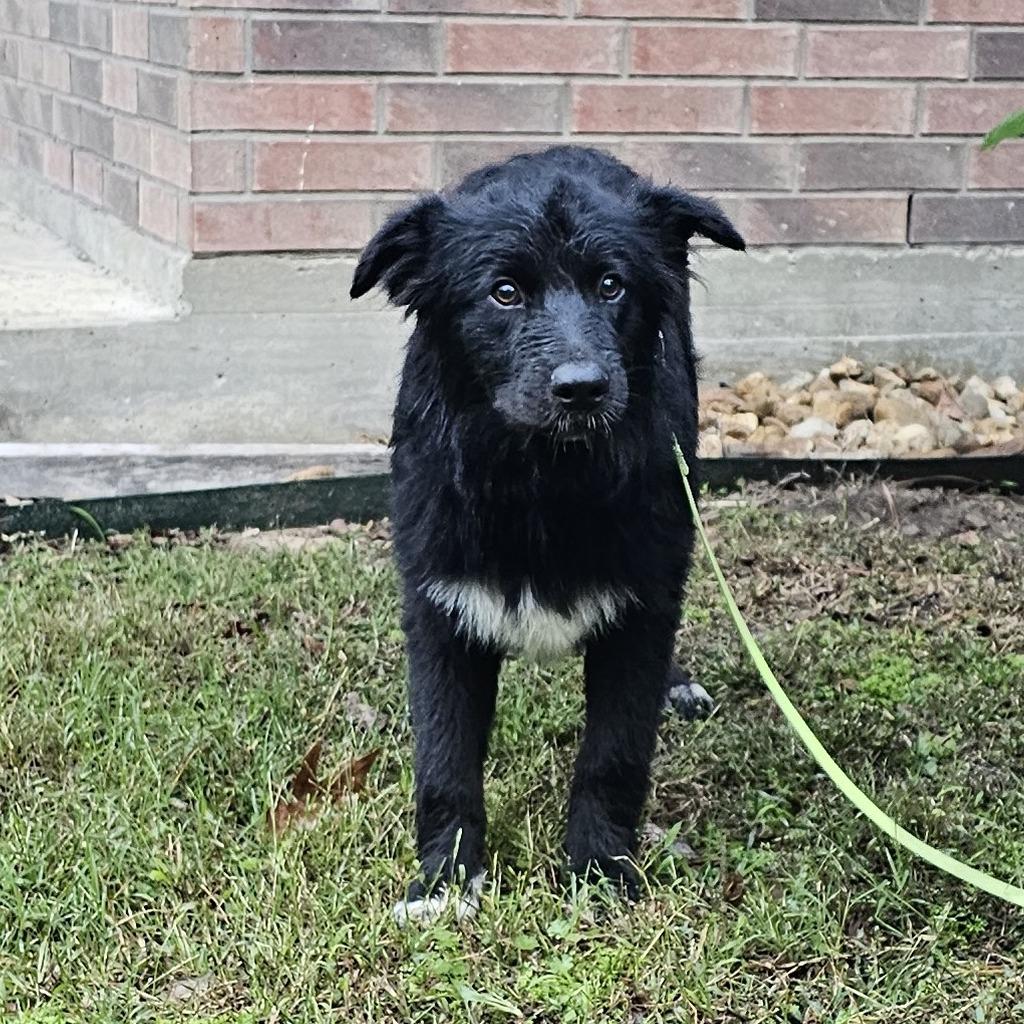 Enlarge Teddy, a Adoptable mixed breed in Cleveland, TX image 2/4